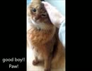 お手をする猫