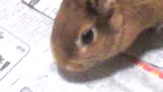 我が家のウサギ