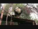 2016年3月12日中継のハイライト 萌蘭（モンラン）の完璧な木の降り方。