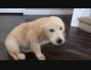 御主人の帰りをメチャクチャになって喜ぶ犬