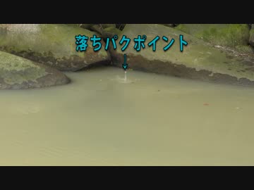 確実に釣れるポイントで釣り対決　後半戦　【大漁】