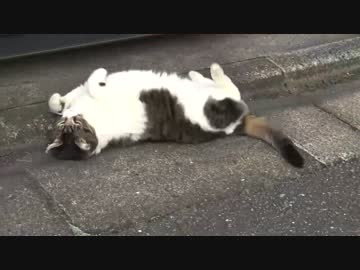 街中のローリングアマゾネス・ミーツ・ボス猫