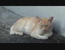 茶トラ猫