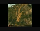 【ガチ初見】FALLOUT３の世界を喋りながら歩く【その46】