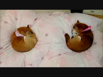 柴犬と猫のまんまる寝姿