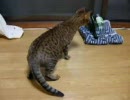 瓶に怯える猫