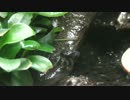 【テスト動画】うちのカニ【90cm水槽】