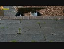 三毛猫vsサバシロ・ハチワレ