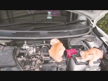 乗車前の思いやり「猫バンバン」って？