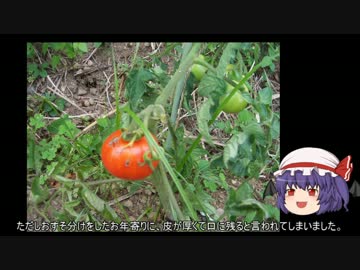 ゆっくり農民28トマトを育ててみませんか？