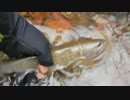 渓流釣りがしたくなって・・・2016渓流釣り解禁！編