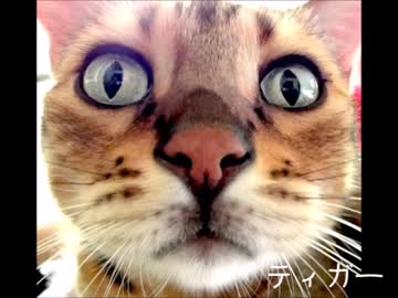 ねこのおもいでのアルバム