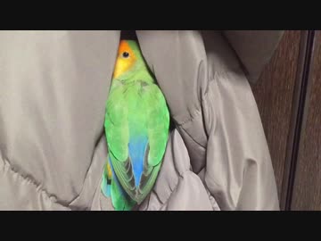 絶対おくすり飲まないバード