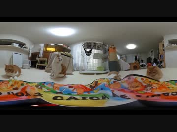 【マンチカンズ】360度パノラマニャンコ