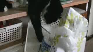猫の日常10　～くう太偏～
