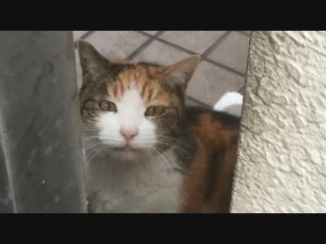 失踪した甘ったれ茶トラ猫の探索に出る