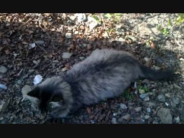 【激録！】ツチノコの撮影に成功！？