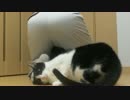 マタタビつけて猫の前で死んだふりをしてみたら・・・