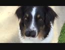 Two-nosed dog rescued in California
