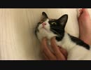 お猫さまとお引越ししました！の巻
