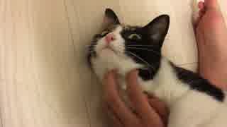 お猫さまとお引越ししました！の巻