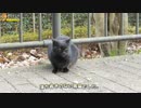 おしゃべり猫と黒猫