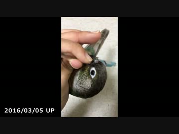 ウロコインコ：チビハル 【Twitter動画～まとめ2】
