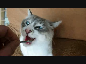 シロとの休日は、こんな感じです