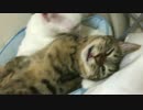 宇宙猫兄弟、オス同士での夫婦喧嘩を見せる