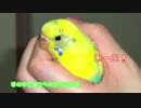 ほっと一息つきたい時に・・♪絵本アートソング♪ピーに捧げる歌【ピーチャンとの想い出の曲です！】