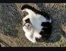 庭で寝転ぶなっちゃん！／funny cat Nacchan!