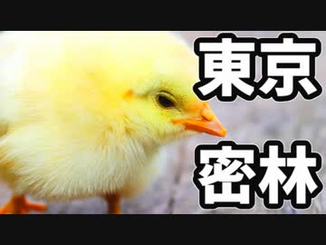 東京で弱肉強食トーキョージャングル実況プレイ【14】