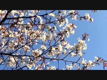【癒し】　山さくら