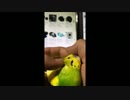 【セキセイインコ】ﾑｯｷﾞ甘ったれ編