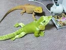 フトアゴヒゲトカゲぬいぐるみに発情する