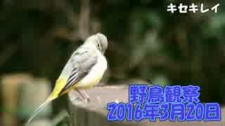 野鳥観察2016年3月20日