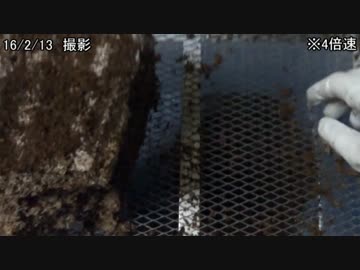 クワガタ飼育始めました。　パート3