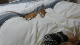 ルゥ君、飼い主が寝ている上で爆睡中zzz 重くて起き上がれないよ～(笑)