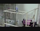 セキセイインコ　自作バードジムで遊んでくれるの巻
