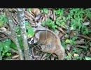 家の近くで見つけられた後に野生に放たれ目で何かを訴えるスローロリス