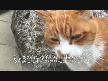 公園のビューティー、春前に咲き乱れる