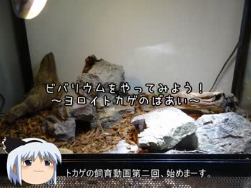 【ゆっくり】ビバリウムをやってみよう！ヨロイトカゲのばあい