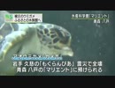 被災したウミガメ ふるさとの水族館に