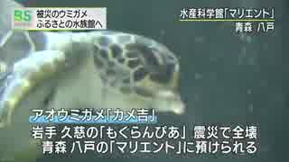 被災したウミガメ ふるさとの水族館に