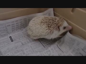 白いハリネズミが動くだけ