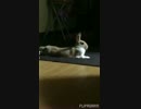おチョボ(=^x^=)