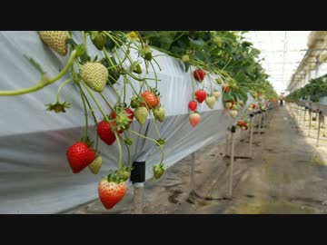 ニコツー山口支店 イチゴ狩りツーリング2016