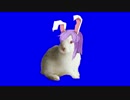 兎のBB