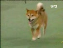 Shiba Inu: Westminster Dog Show 2007