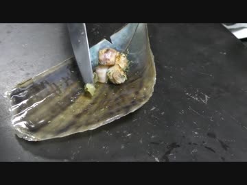 潮干狩りで取れた謎の貝をバター焼きしてみた